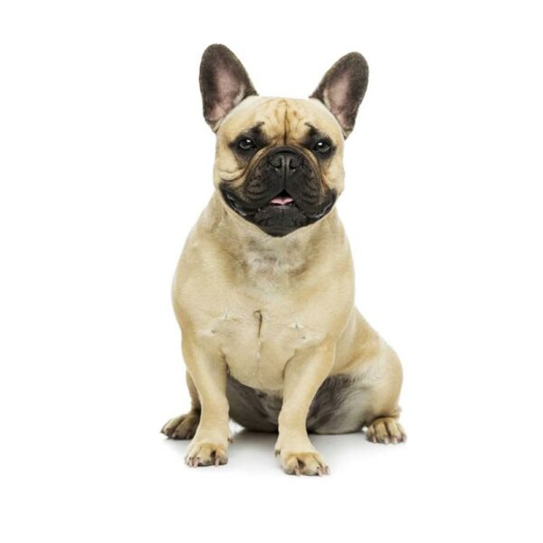 zoofari-hundegeschirr-m-51-67cm-brust-2